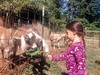 Feeding Goat.jpg